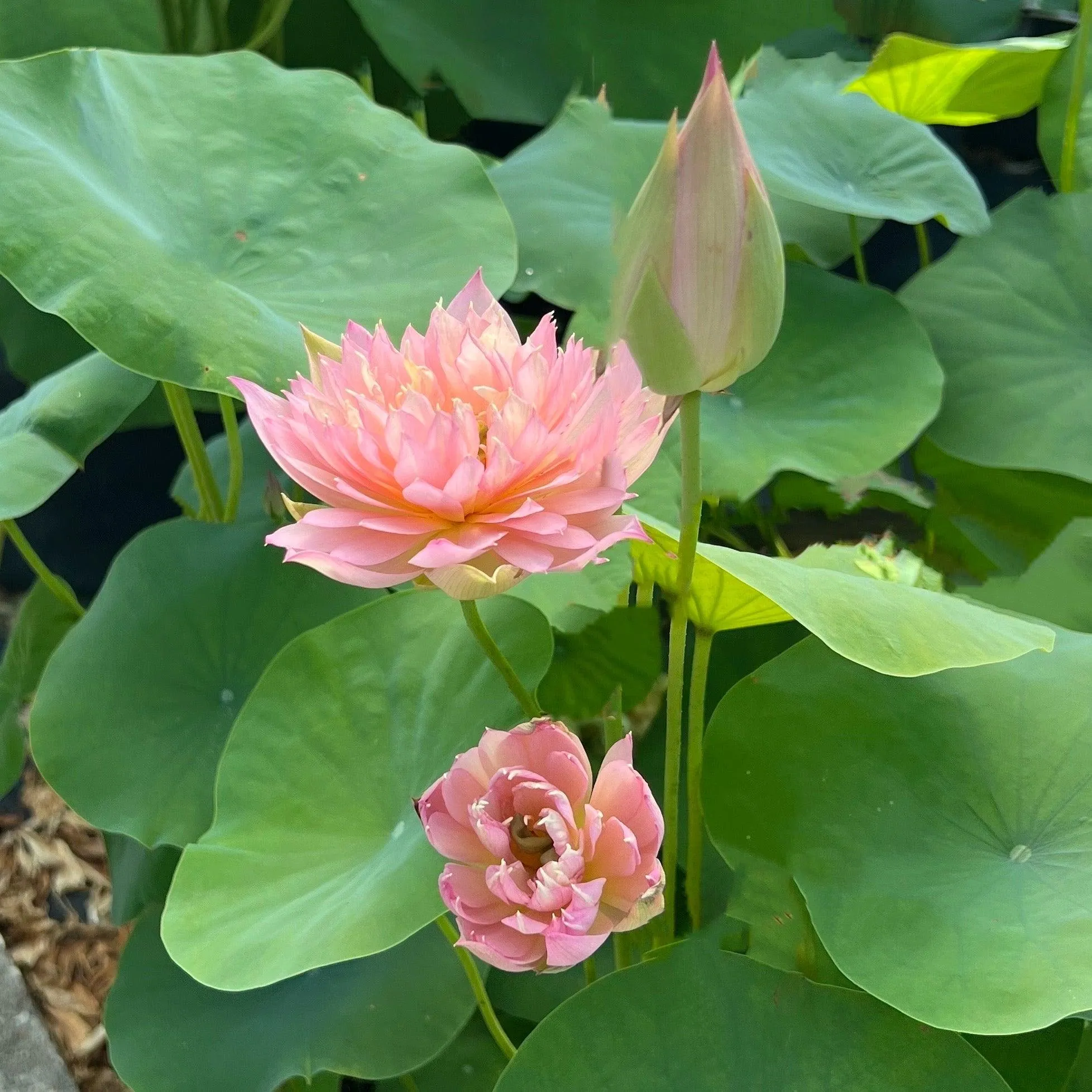 Feather Skirt Lotus (Bare Root)