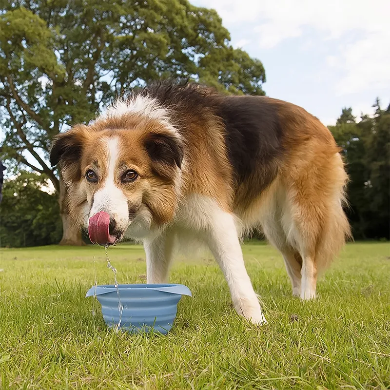 Kurgo Collaps A Bowl