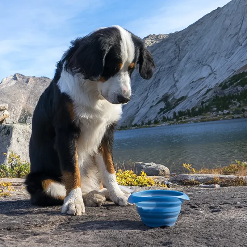 Kurgo Collaps A Bowl