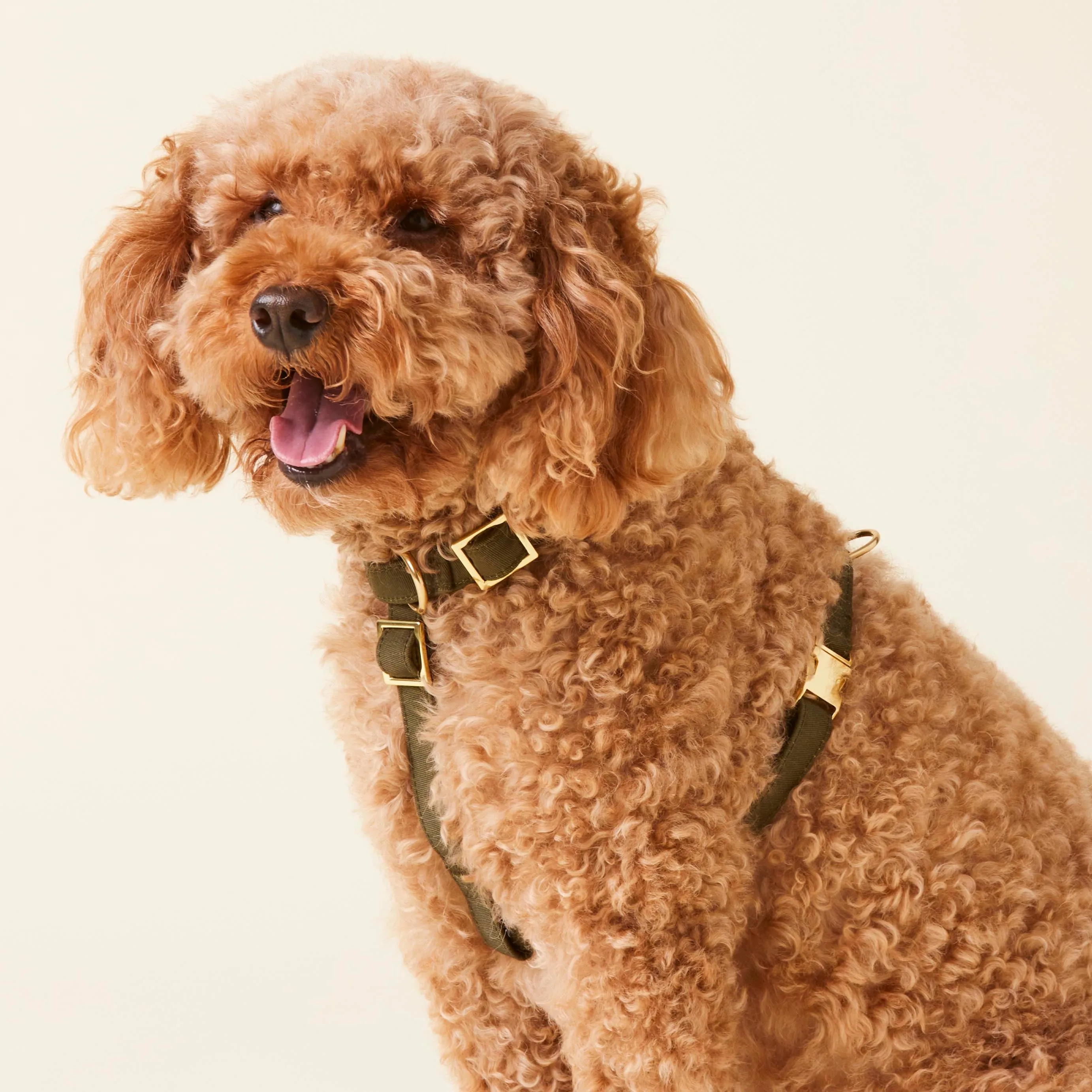 Olive Dog Harness